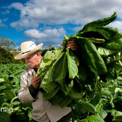 Tobacco Tour (8)_1280x857